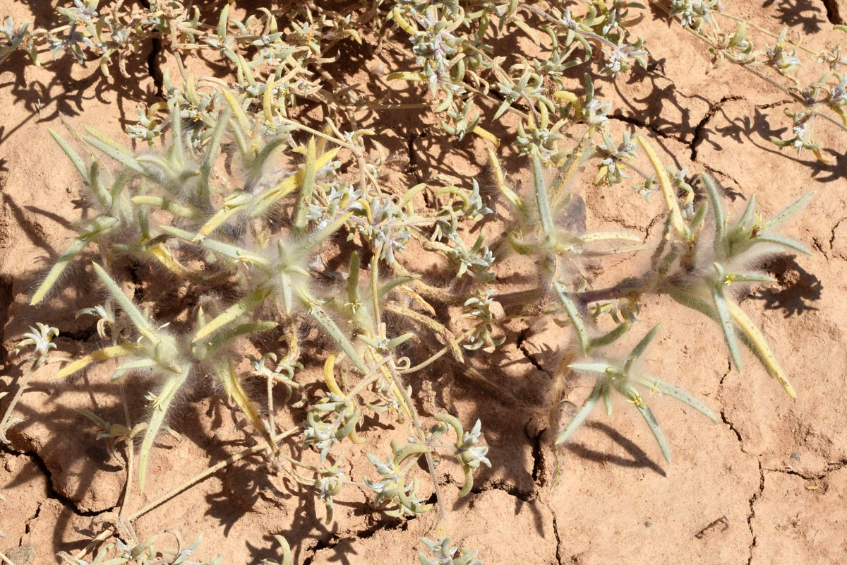 Image of Halimocnemis mollissima specimen.