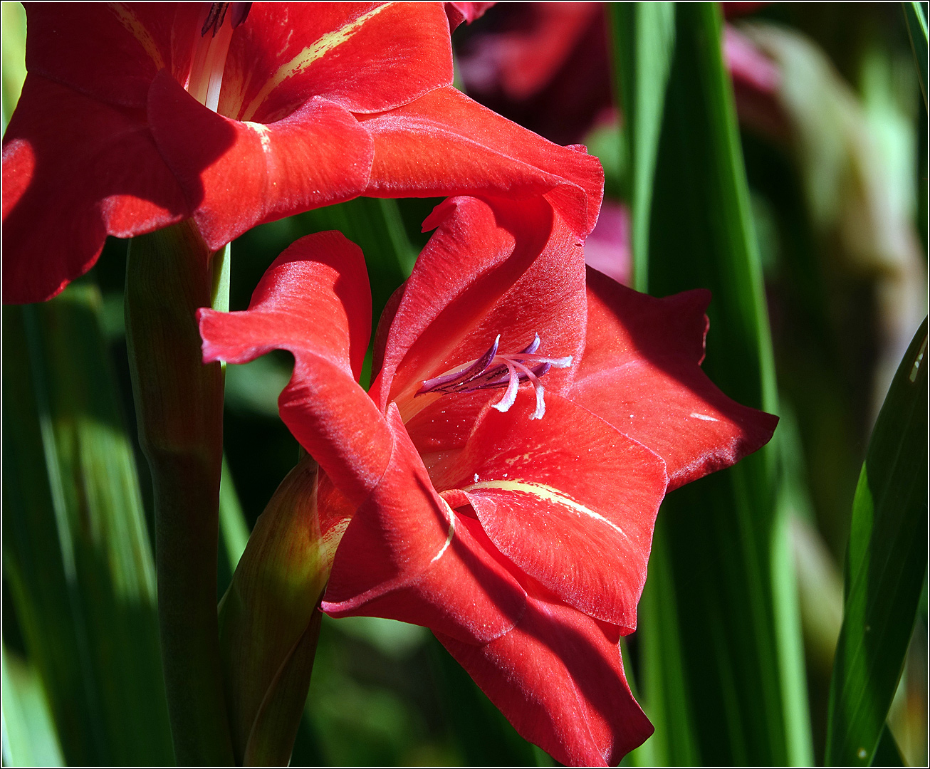 Image of Gladiolus × gandavensis specimen.