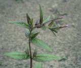 Epilobium adenocaulon