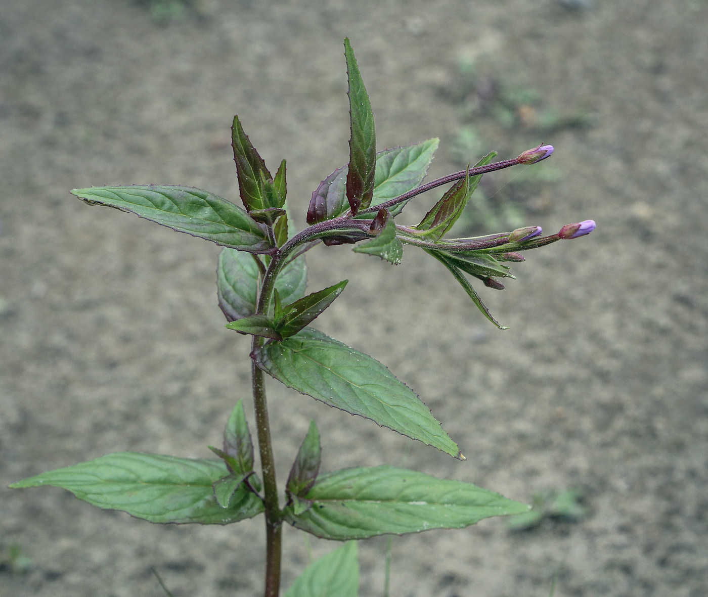 Изображение особи Epilobium adenocaulon.