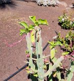 Euphorbia neococcinea