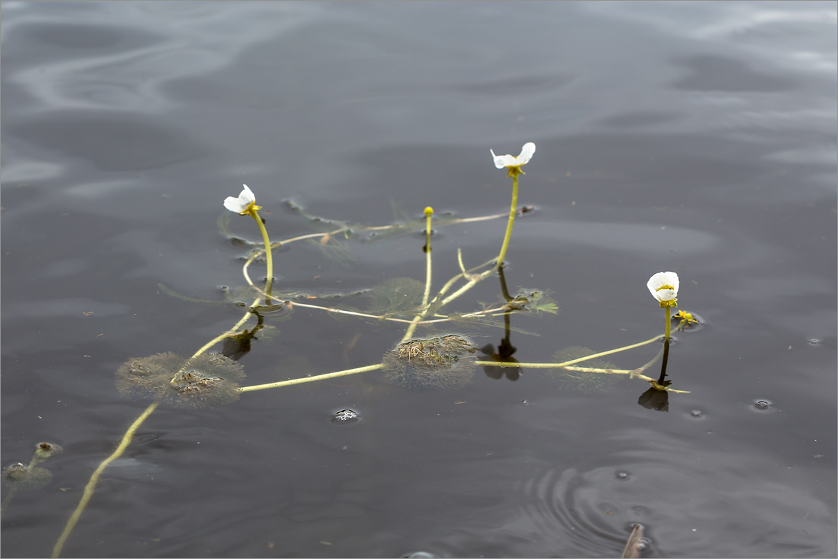 Image of genus Ranunculus specimen.