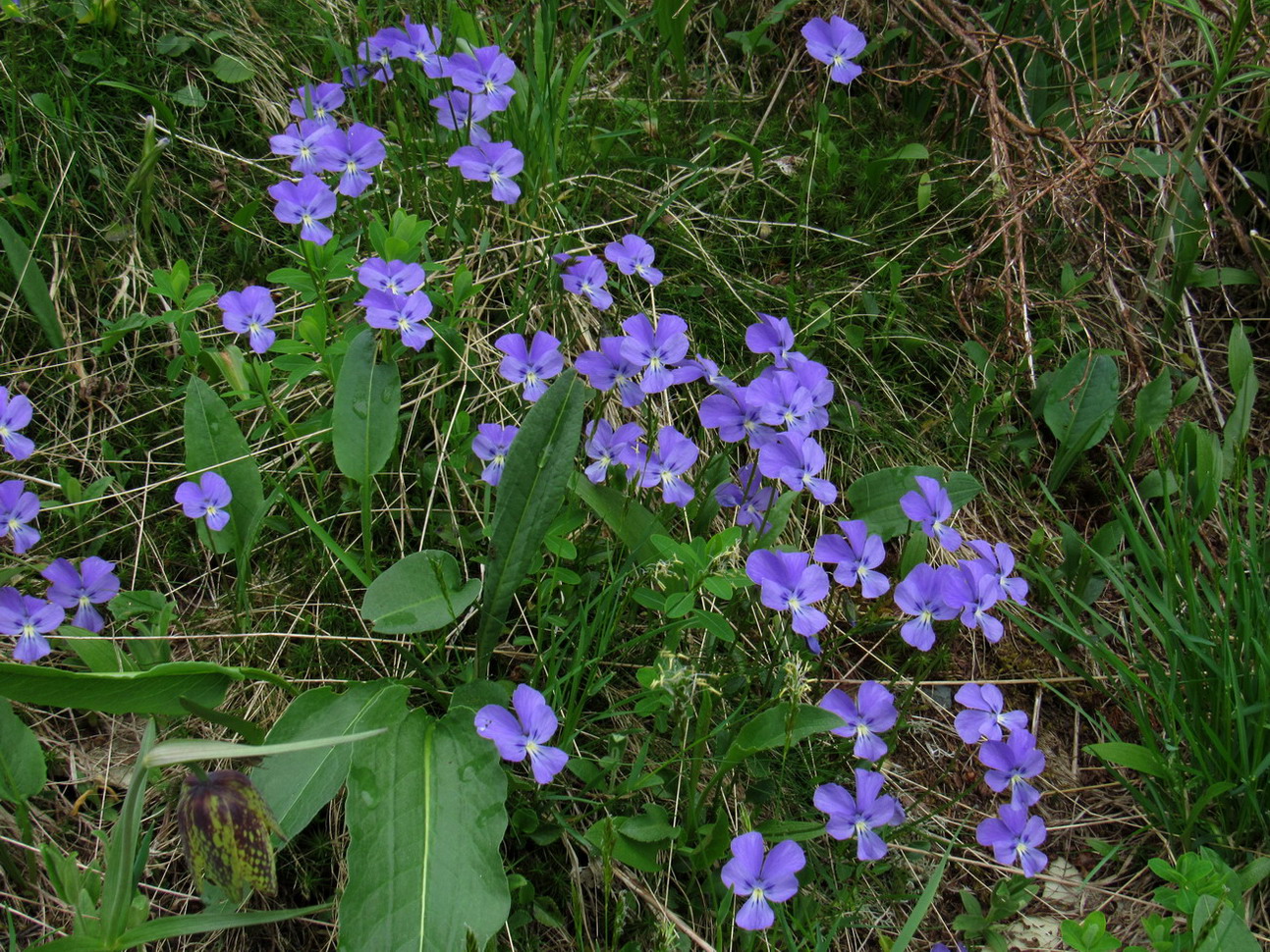 Image of Viola matronae specimen.
