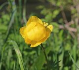 Trollius europaeus