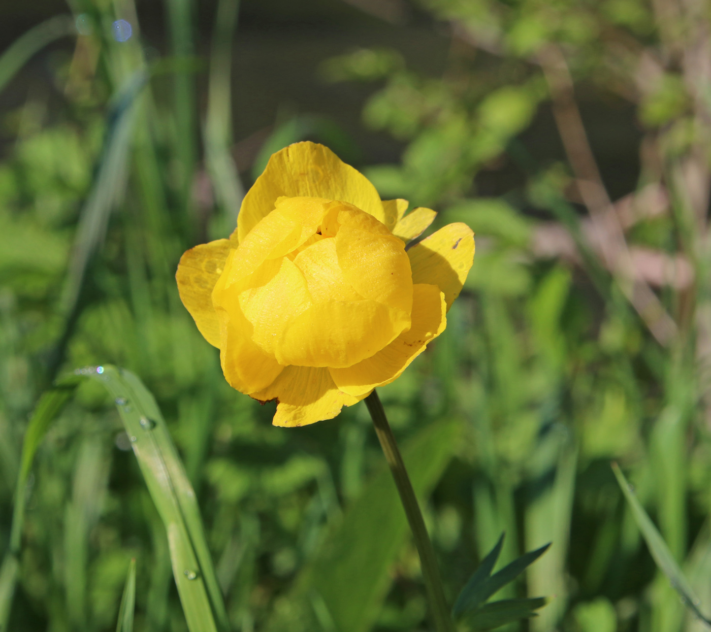 Image of Trollius europaeus specimen.