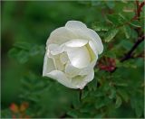 Rosa spinosissima
