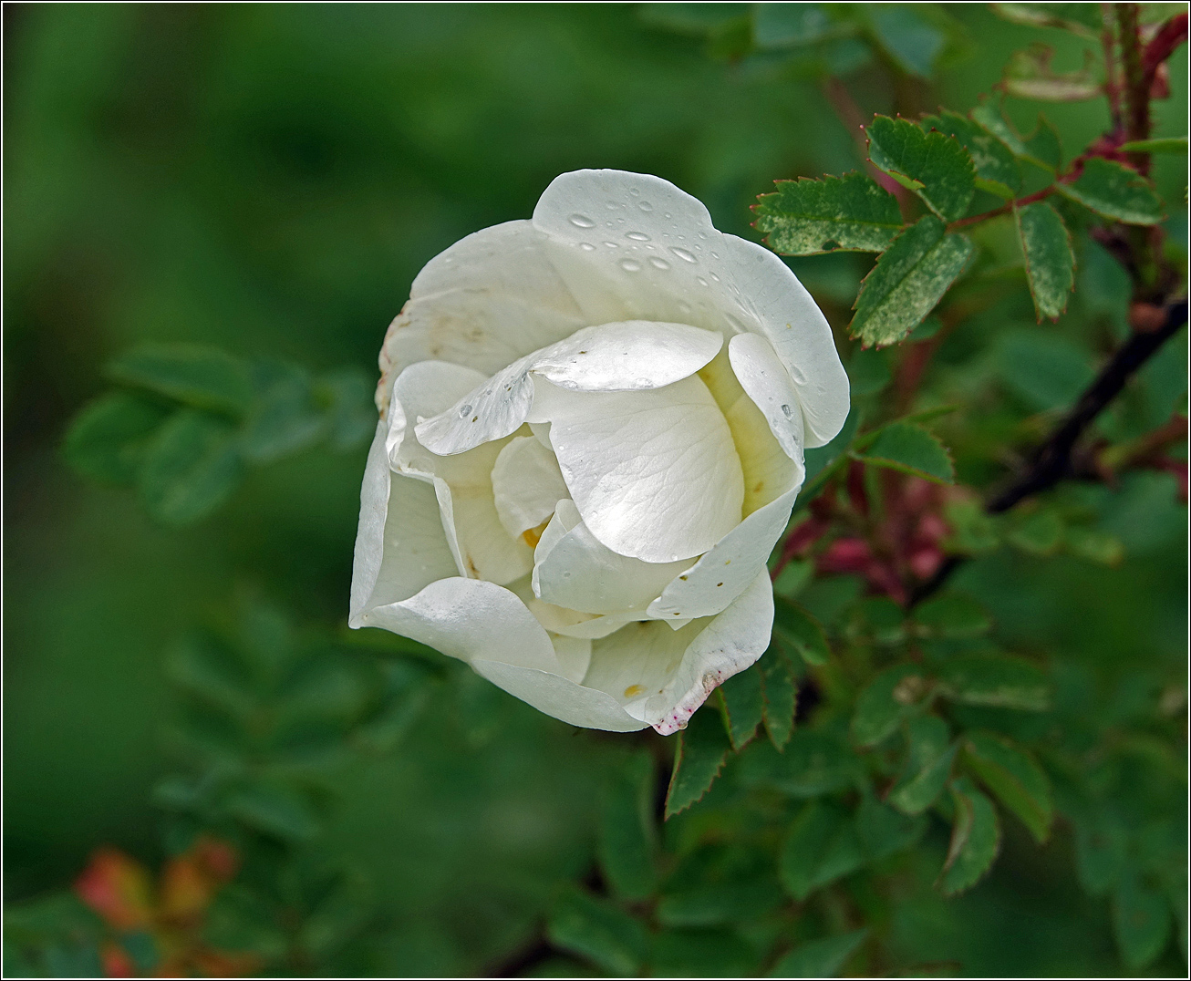 Изображение особи Rosa spinosissima.