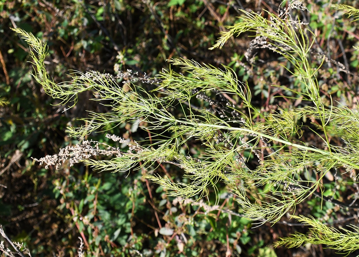 Image of Asparagus officinalis specimen.