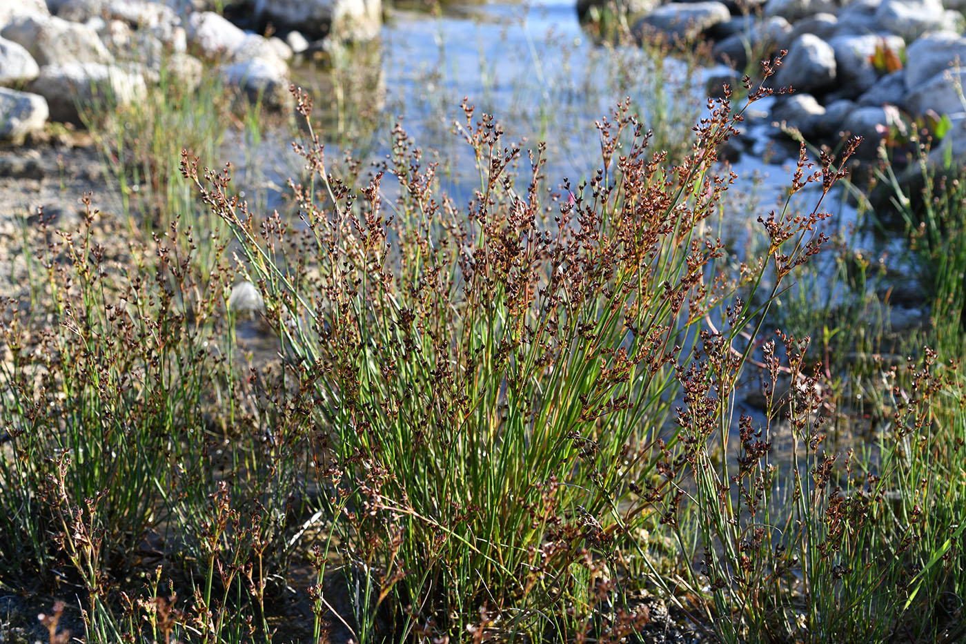 Изображение особи Juncus articulatus.