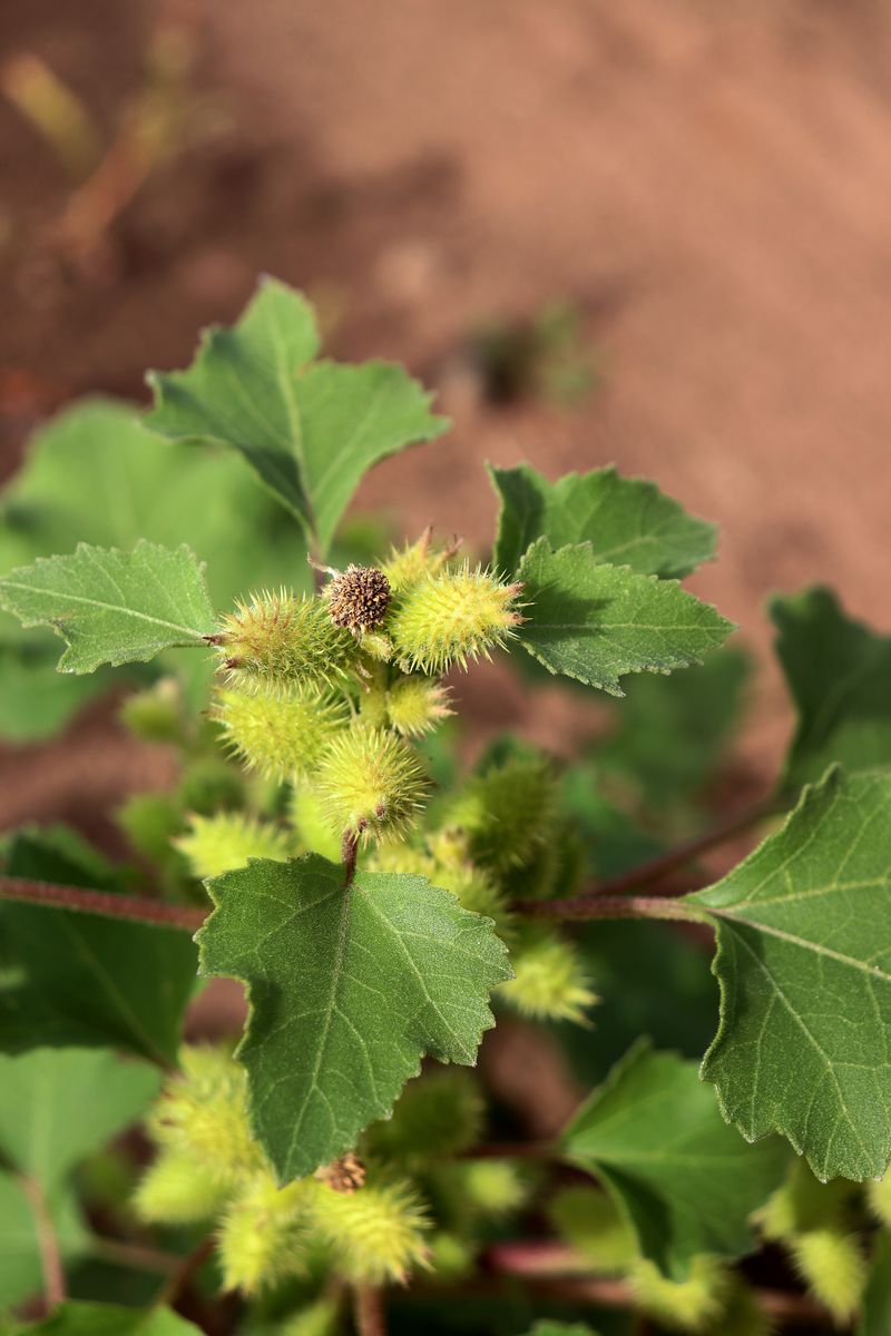 Image of Xanthium orientale specimen.