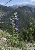 Campanula speciosa