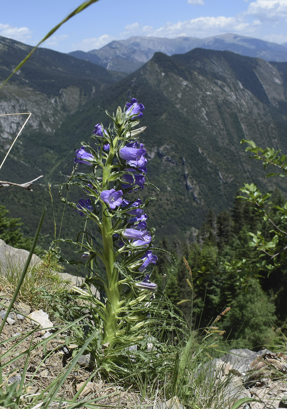 Изображение особи Campanula speciosa.