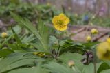 Anemone ranunculoides