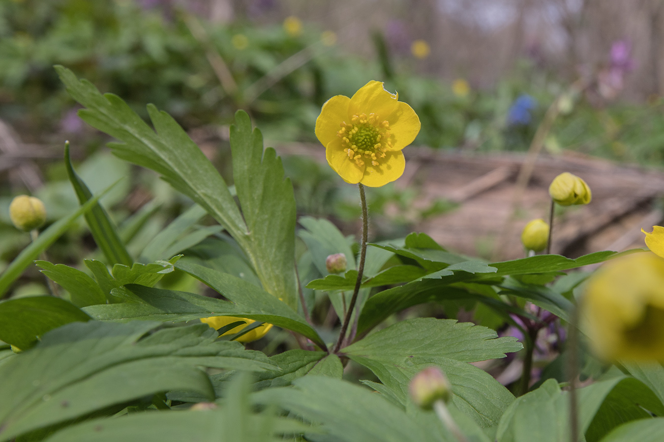 Изображение особи Anemone ranunculoides.