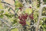 Smilax aspera. Побеги с незрелыми соплодиями, оплетающие ветви Corylus avellana. Испания, автономное сообщество Каталония, провинция Жирона, комарка Баш Эмпорда, муниципалитет Калонже, межа между полями. 05.03.2023.