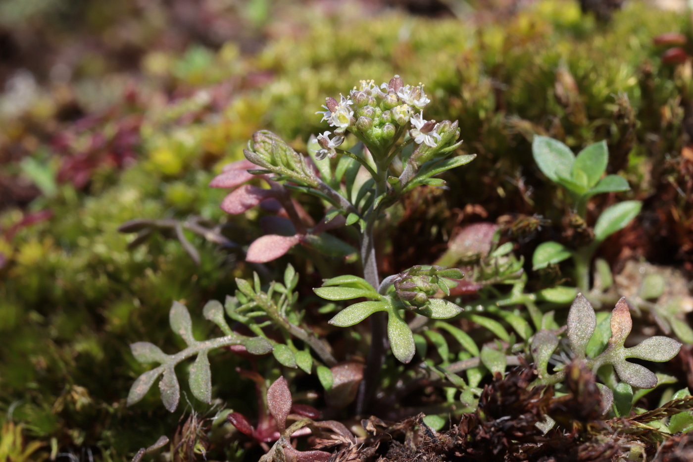 Изображение особи Hornungia petraea.