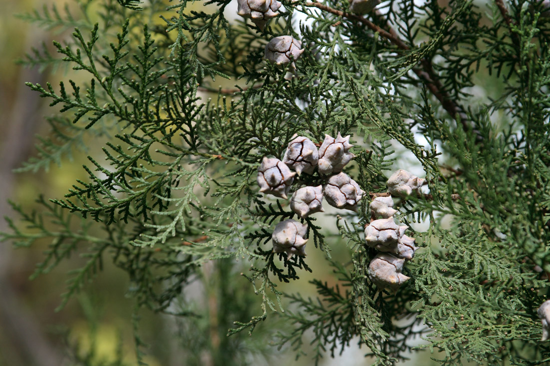 Изображение особи Platycladus orientalis.