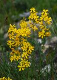 Hypericum elongatum