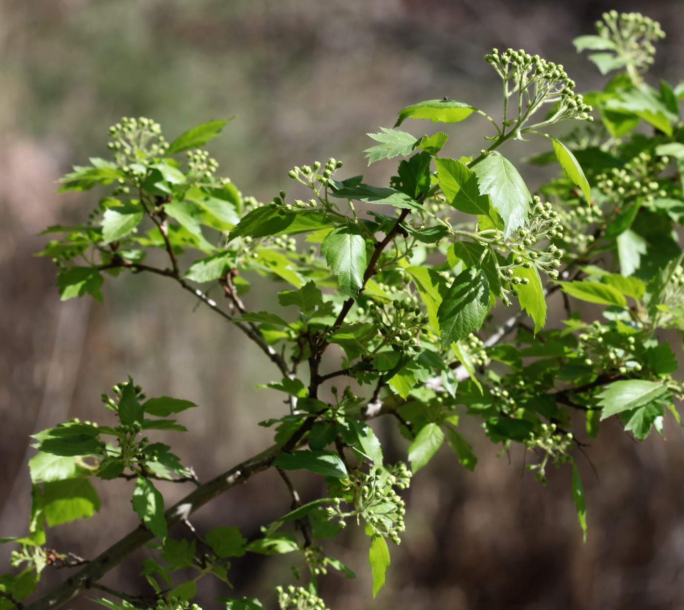 Изображение особи Crataegus knorringiana.