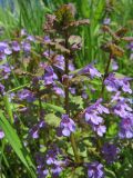 Glechoma hederacea. Верхушки цветущих побегов. Ростовская обл., Азовский р-н, дельта р. Дон, окр. хутора Узяк, берег канала. 26.04.2023.