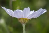 Anthemis jailensis. Соцветие. Крым, Бахчисарайский р-н, окр. с. Соколиное, луг на плоскогорье. 15.05.2023.