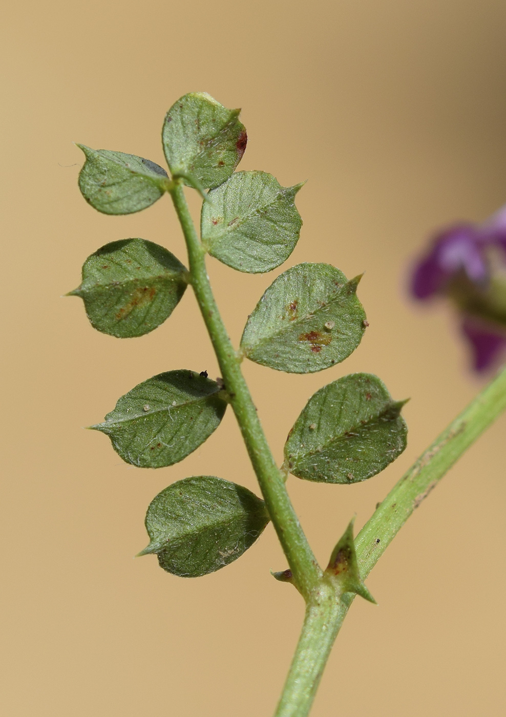 Изображение особи Vicia pyrenaica.