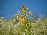 Oenothera glazioviana. Верхушка побега с соцветием с цветками и бутонами. Краснодарский край, Крымский р-н, окр. станицы Неберджаевская, берег р. Неберджай, приречный разнотравно-злаковый луг. 24.06.2023.