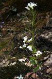 Arabis nordmanniana