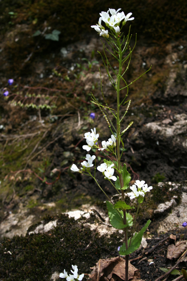 Изображение особи Arabis nordmanniana.