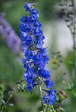 Delphinium elatum. Соцветие. Алтайский край, Змеиногорский р-н, восточный берег оз. Колыванское, окраина прибрежных зарослей кустарников. 28.06.2021.