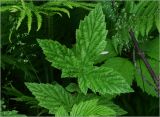 Filipendula ulmaria. Верхушка листа. Московская обл., Раменский р-н, окр. дер. Хрипань, садовый участок. 20.06.2023.