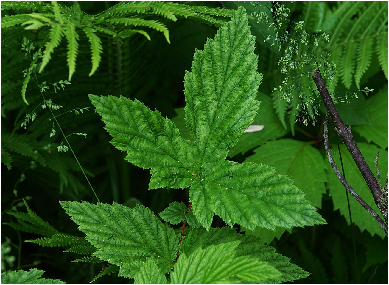 Image of Filipendula ulmaria specimen.