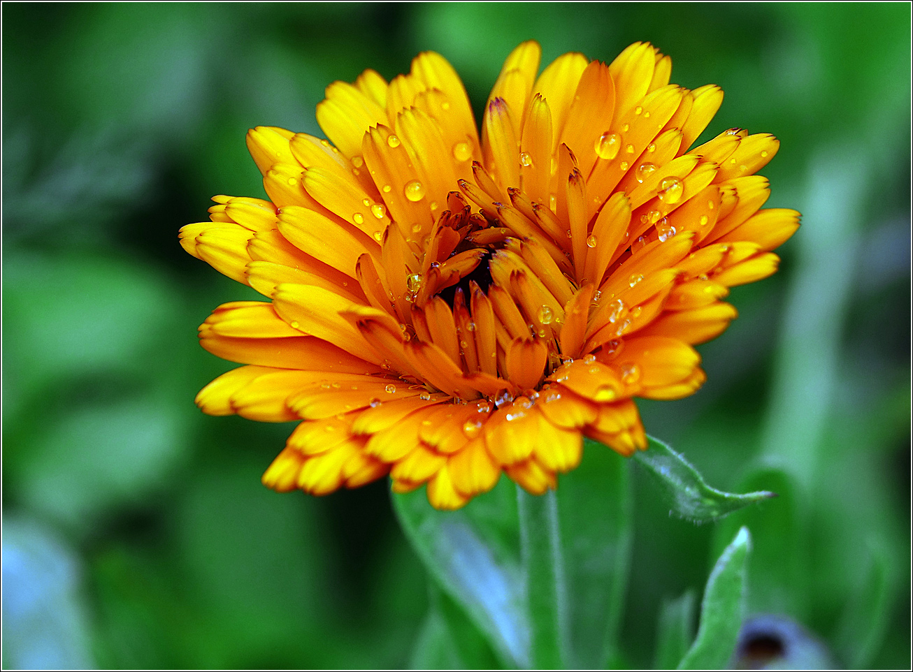 Изображение особи Calendula officinalis.