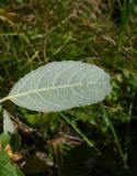 род Salix