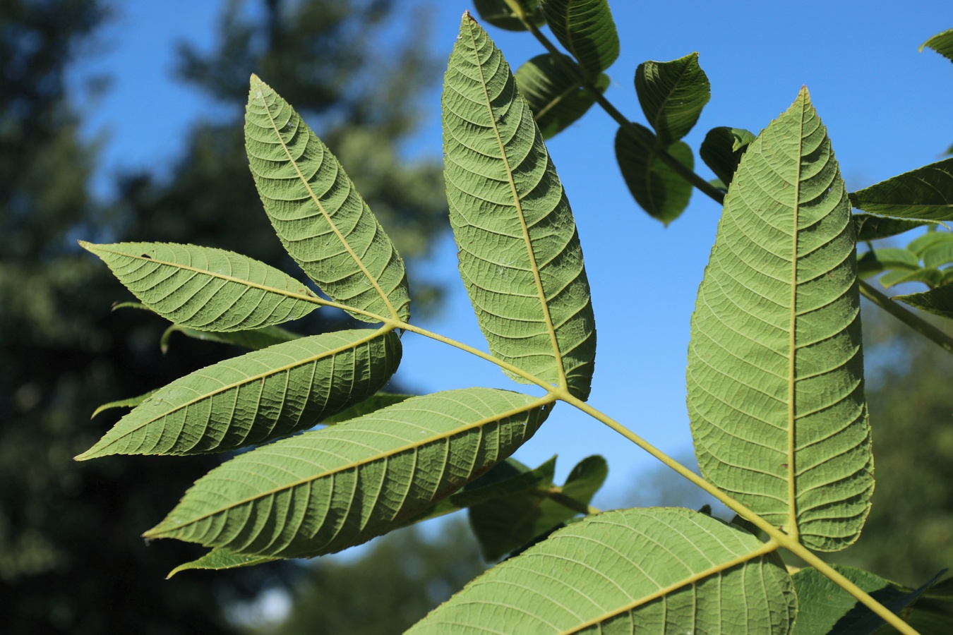 Изображение особи Juglans mandshurica.