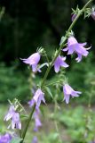 Campanula rapunculoides