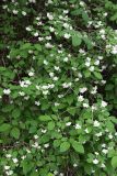 Philadelphus tenuifolius