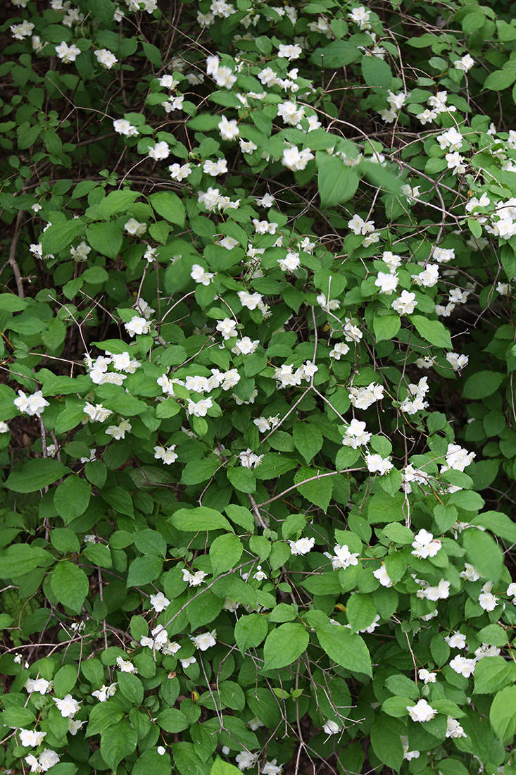 Изображение особи Philadelphus tenuifolius.