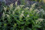 Beta corolliflora. Верхушки цветущих растений (рядом видны цветущие Euphorbia). Армения, обл. Арагацотн, гора Арагац, ущелье р. Аркашен, крепость Амберд, ≈ 2300 м н.у.м., каменистый участок лугового склона. 20.06.2022.