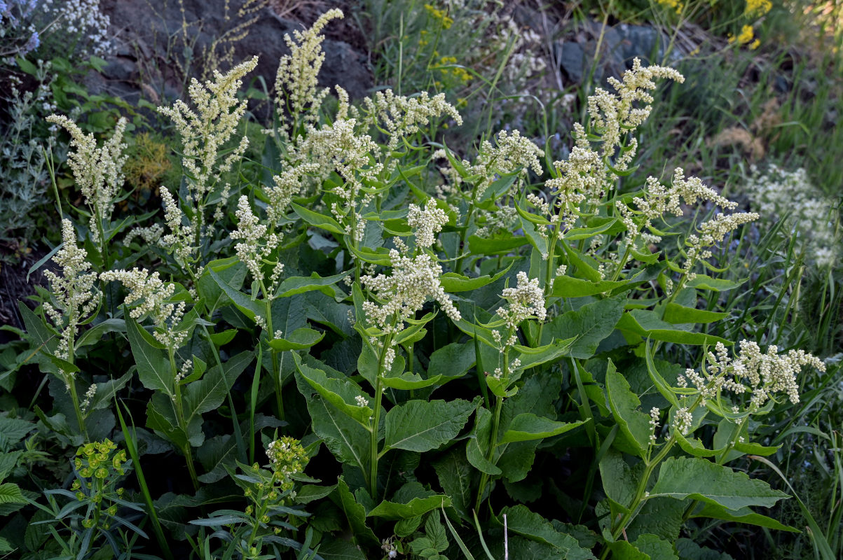 Image of Beta corolliflora specimen.