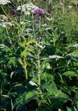 Cirsium helenioides