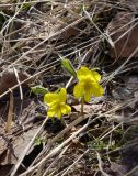 Viola uniflora