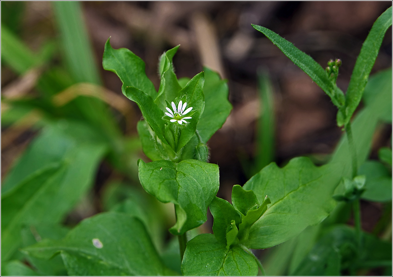Image of Stellaria media specimen.