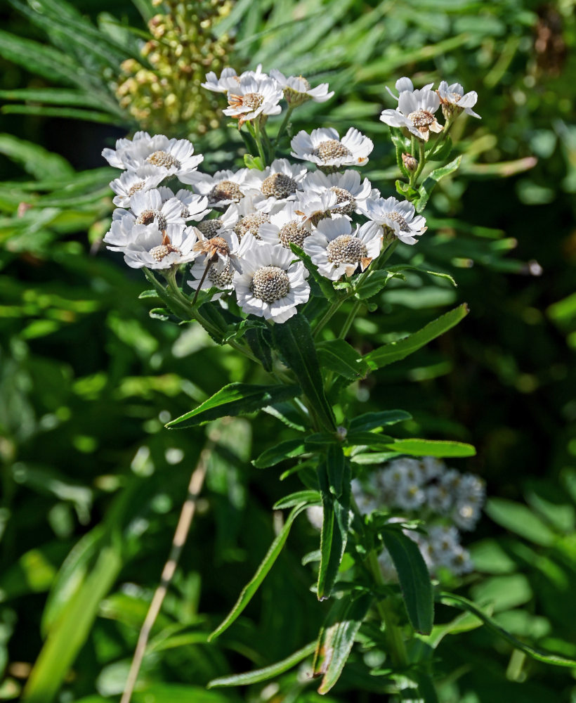 Image of Achillea ptarmica ssp. macrocephala specimen.