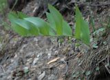 Polygonatum odoratum. Плодоносящее растение. Пермский край, г. Пермь, Ленинский р-н, обочина асфальтовой дороги. 18.06.2023.