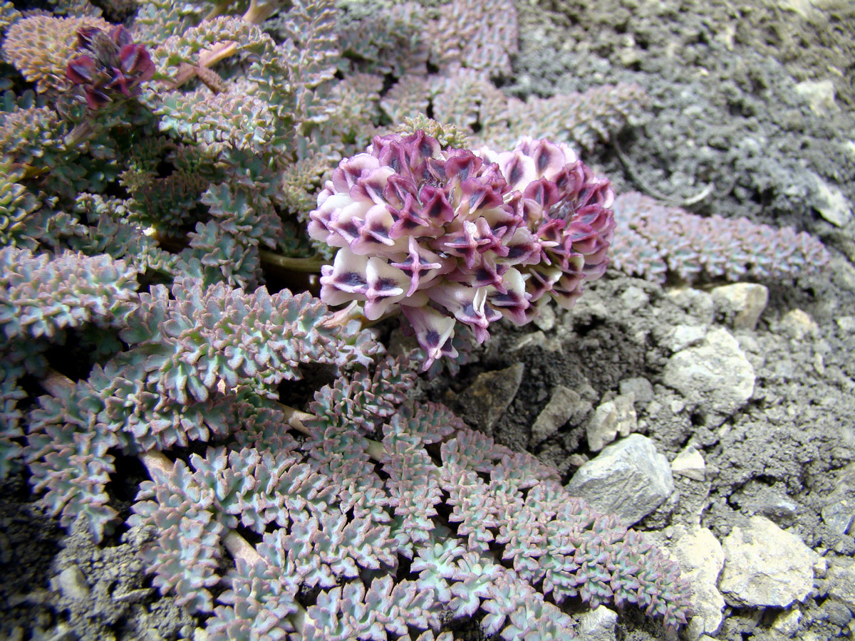 Image of Cysticorydalis fedtschenkoana specimen.