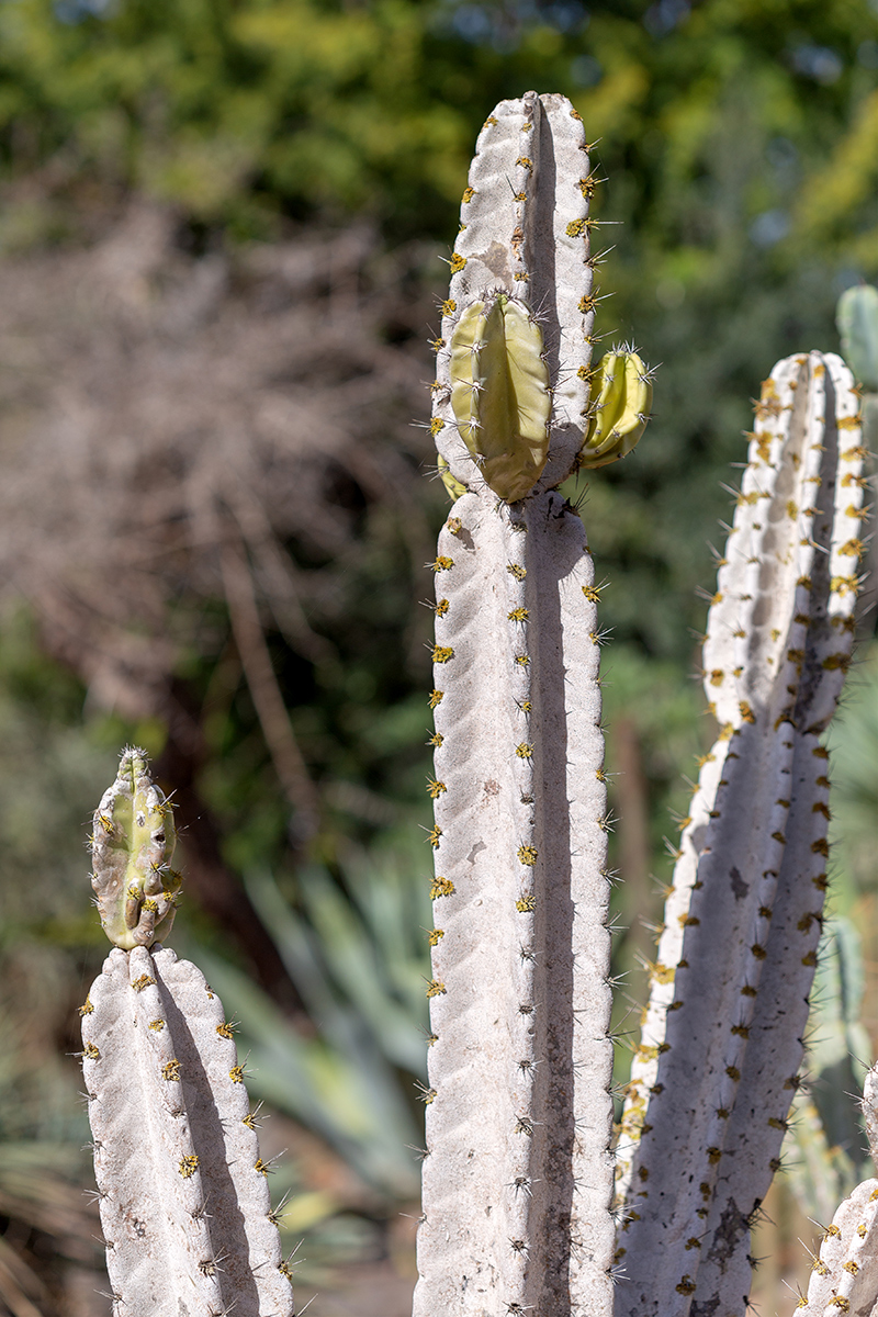 Изображение особи Cereus peruvianus.