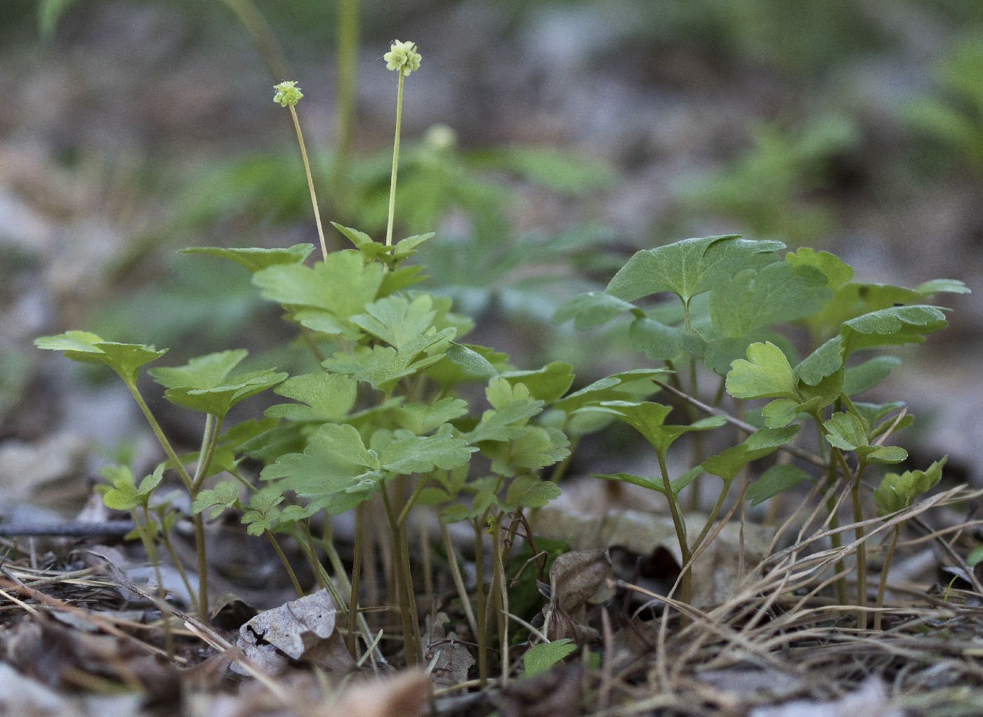 Изображение особи Adoxa moschatellina.