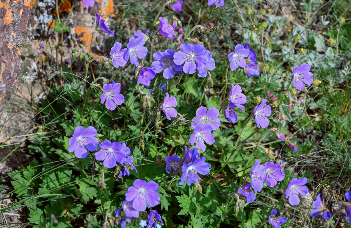 Изображение особи Geranium saxatile.