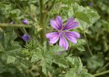 Malva sylvestris. Часть побега с цветком. Испания, автономное сообщество Каталония, провинция Жирона, комарка Альт-Эмпорда, муниципалитет Сан-Педро-Пескадор, берег р. Флувиа. 07.04.2024.